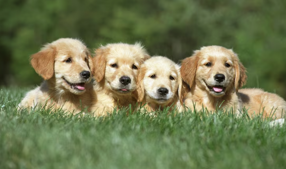 Golden Retriever Puppies for Sale