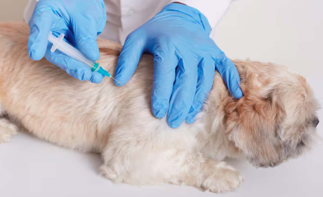 Veterinary
