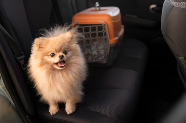Pomeranian Puppies